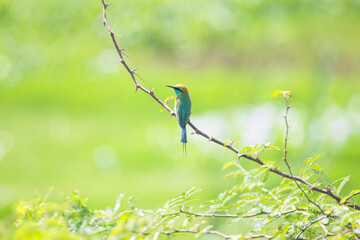 Blue-tailed bee eater sitting on a tree branch 