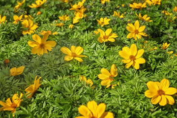 Bidens ferulifolia, a plant species in the daisy family. Flowers for parks, gardens, balconies