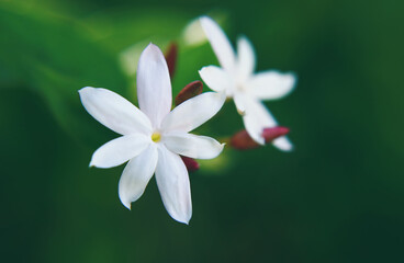 Obraz na płótnie Canvas Jasmine (Jasminum azoricum) flower in garden 