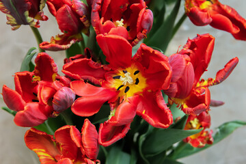 Red exotic tulips. Decorative flowers