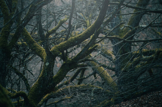 tree branches with moss in woods