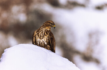 Posado sobre nieve
