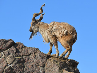 Old male markhor (Capra falconeri) on background of blue sky