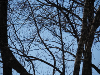 branches against sky