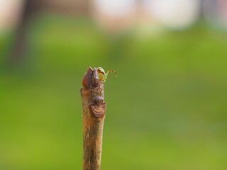 ant on a leaf