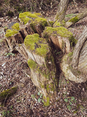 Beautiful old tree stump covered with moss in the forest.