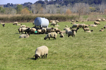 troupeau de moutons