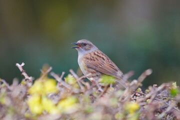 dunnock with open beak while singing on a hedge