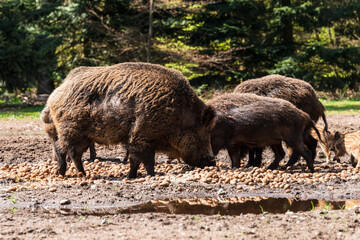 Naklejka na ściany i meble Der Erlebnis Wald Trappenkamp bietet auf mehr als 100 Hektar Wildgehege und Erlebnispfade ein einmaliges Naturerlebnis, hier eine Rotte Wildschweine