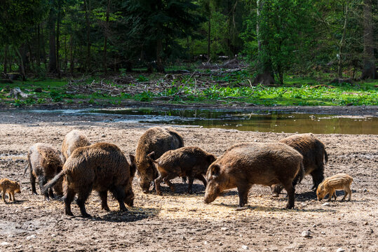 Der Erlebnis Wald Trappenkamp bietet auf mehr als 100 Hektar Wildgehege und Erlebnispfade ein einmaliges Naturerlebnis, hier eine Rotte Wildschweine © penofoto.de