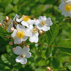 Weiß blühende Hagebutten, Rosa canina, im Frühling