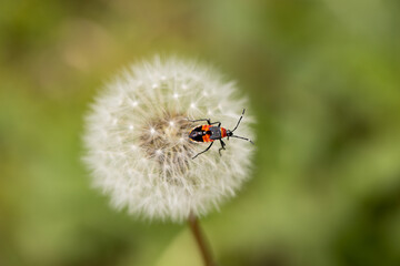 macro selective focus of Australian red and black Harlequin bug (Dindymus versicolor) on a dandelion seed