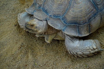 Sulcata Tortoise close up.Turtle on the sand turn head to the right in Zoo.