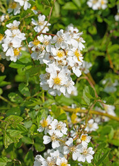 Weiß blühende Hagebutten, Rosa canina, im Frühling