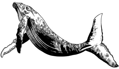 line drawing of whale