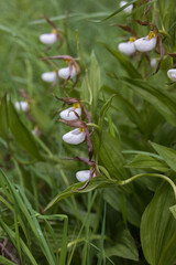 Mountain Lady's Slippers 