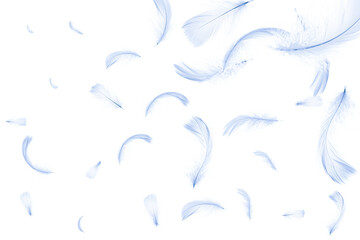 Fototapeta premium Feather isolated. Abstract bird feather texture closeup falling on white background in pattern photography. Concept of sensitivity responsiveness to nature.
