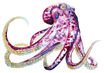 watercolor drawing of octopus © Viktoriia