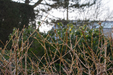 twigs with buds at a forsythia hedge