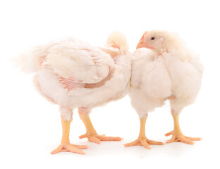 Two chicken or young broiler chickens.