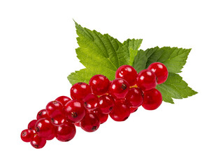 Red currant  isolated on white background with clipping path