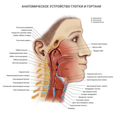 The device of the larynx. Anatomical table. Anatomy, digestive tract. Description. Terms. in Russian