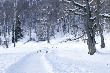 Winter path through snowy park and snow covered trees