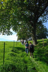 Fototapeta premium Groupe de randonneurs sur un sentier le long d'une prairie