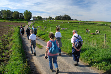Groupe de randonneurs sur une petite route de campagne le long d'une prairie avec vaches