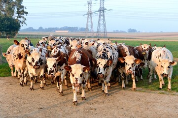 Rentrée de vaches normandes pour le traite