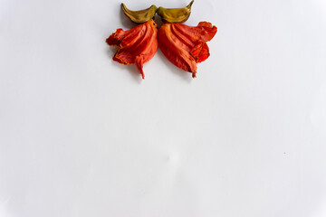 beautiful orange-yellow african tulip flower blooming 