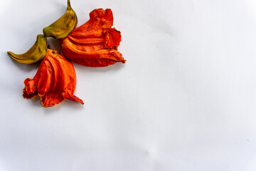 beautiful orange-yellow african tulip flower blooming 