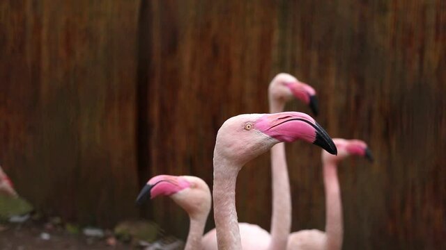 Close-up of a pink flamingo that turns its head quickly.