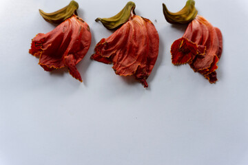 beautiful orange-yellow african tulip flower blooming 