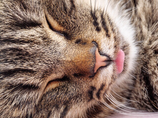 European shorthair cat sleeps showing tongue on magenta fabric.