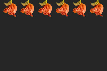 beautiful orange-yellow african tulip flower blooming 