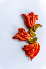 beautiful orange-yellow african tulip flower blooming 