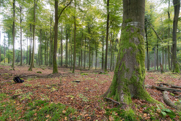 deciduous forest with green oaks (Eichenwald) and leaves on the ground