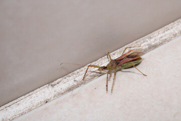 natural leafhopper assassin bug insect photo