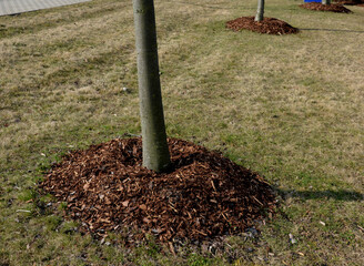 newly planted trees and flower beds on the street. green plastic circle water tank. facilitates the...