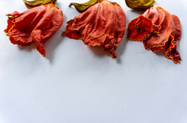 beautiful orange-yellow african tulip flower blooming 