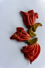 beautiful orange-yellow african tulip flower blooming 