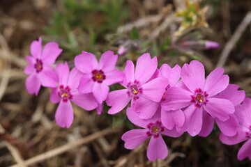 早春の野原に咲く西洋サクラソウのピンクの花