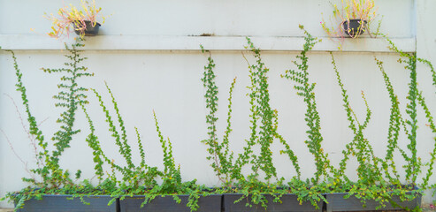 White wall pattern surface texture with ivy plant with leaves, green creeper bush and vines....