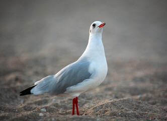 Fototapeta premium Beautiful close-up portrait of sea gull bird, on a sandy beach
