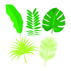 Exotic tropical leaves isolated on a white background
