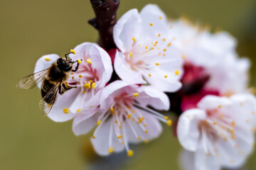 Marillen Blüte in der Wachau