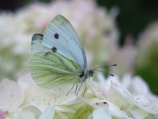 white butterfly Pieris brassicae sits on a white hydrangea paniculata in summer