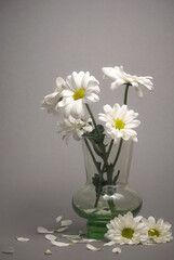 chamomile in a glass vase on a gray background
