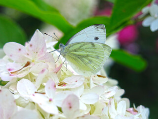 white butterfly Pieris brassicae sits on a white hydrangea paniculata in summer